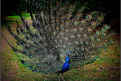 9-Павлин-в-кедровой-роще